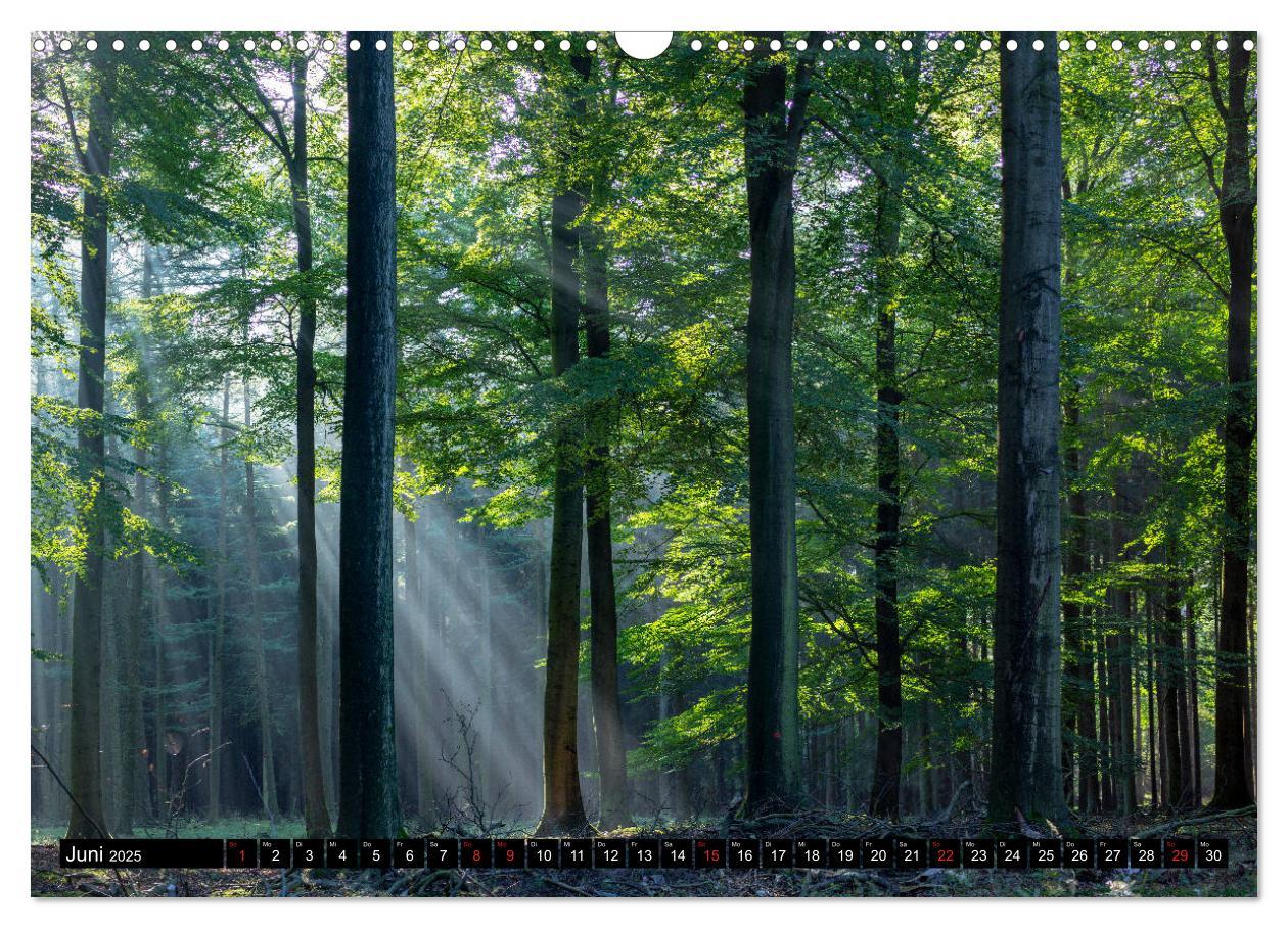 Bild: 9783435241507 | Arnsberger Wald (Wandkalender 2025 DIN A3 quer), CALVENDO...