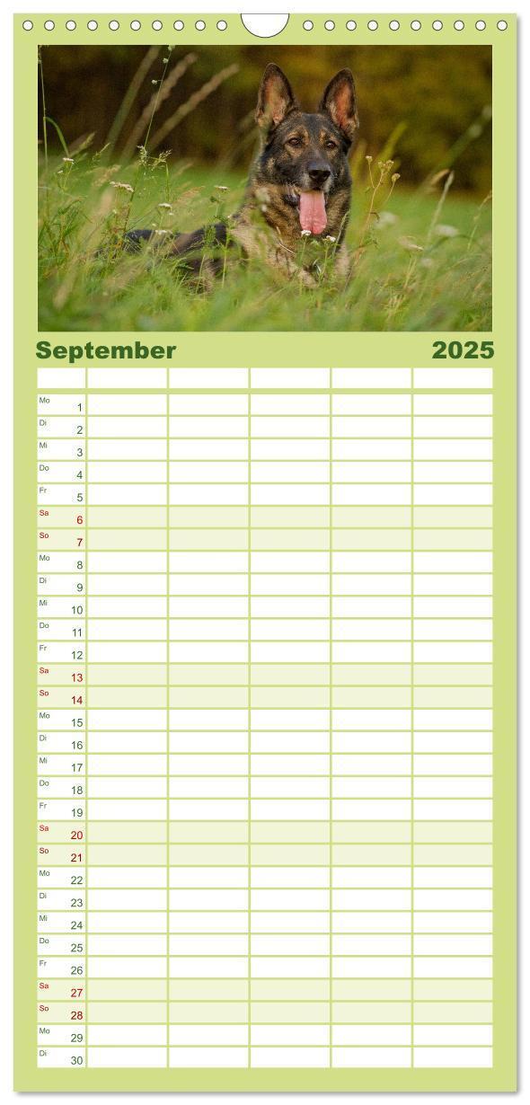 Bild: 9783457120217 | Familienplaner 2025 - Faszination Hund mit 5 Spalten (Wandkalender,...