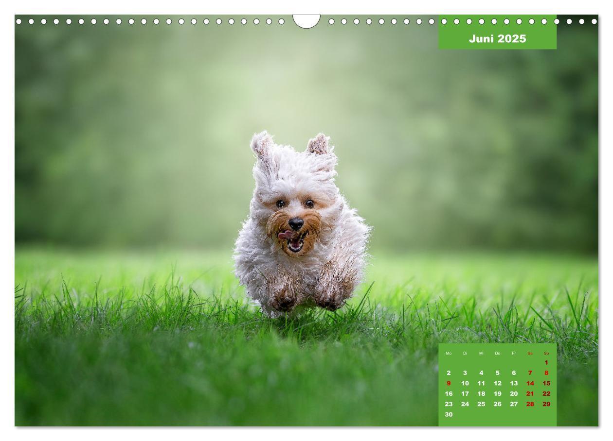 Bild: 9783435033829 | Rocket der Havaneser (Wandkalender 2025 DIN A3 quer), CALVENDO...