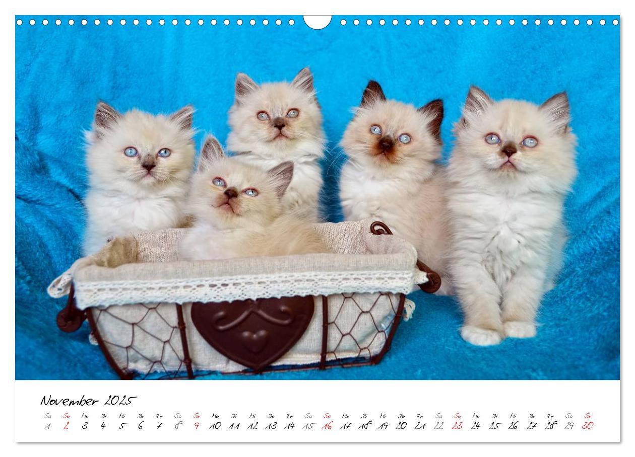 Bild: 9783435606207 | Katzenparade (Wandkalender 2025 DIN A3 quer), CALVENDO Monatskalender