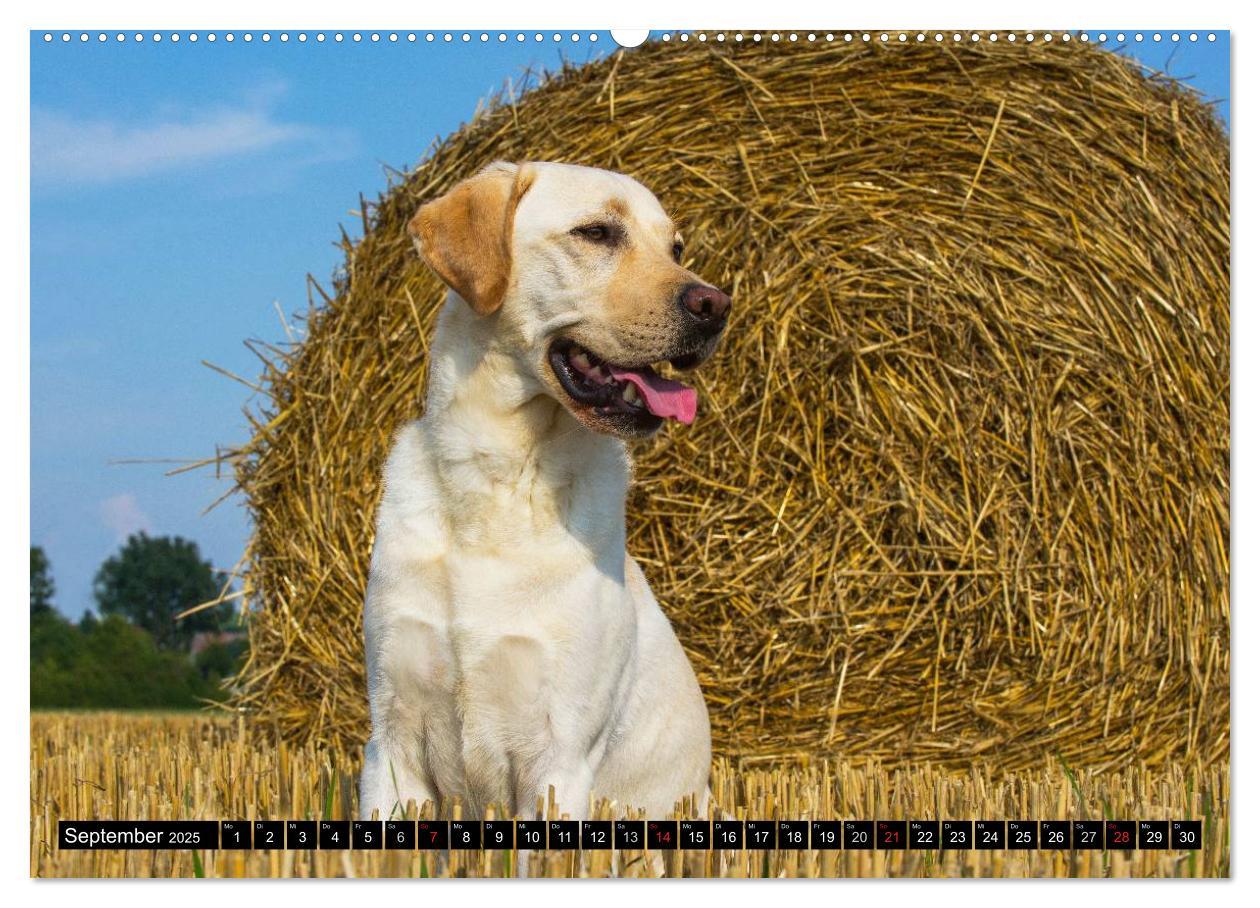 Bild: 9783435640805 | Labrador Retriever - ein Herz auf 4 Pfoten (Wandkalender 2025 DIN...