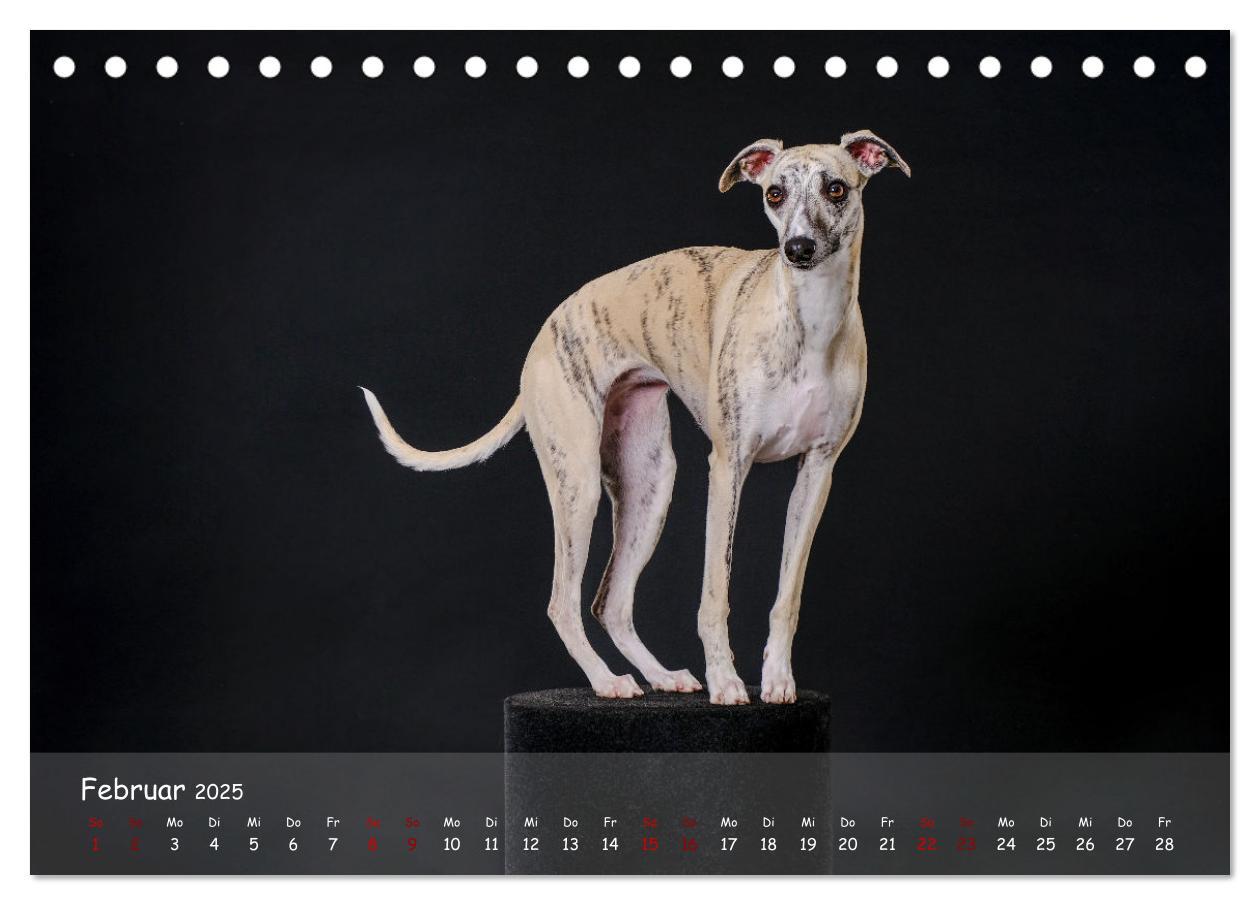 Bild: 9783383890536 | Whippets - Seelenhunde fürs Leben (Tischkalender 2025 DIN A5 quer),...