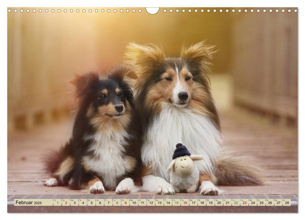 Bild: 9783435423415 | SHELTIES Liebe auf 4 Pfoten (Wandkalender 2025 DIN A3 quer),...