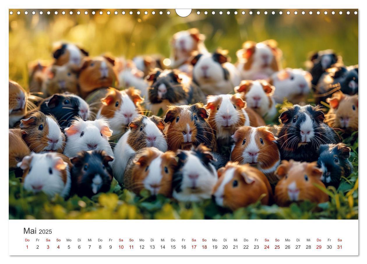 Bild: 9783383812293 | Wuschelbande - Ein Jahr voller Meerschweinchen (Wandkalender 2025...