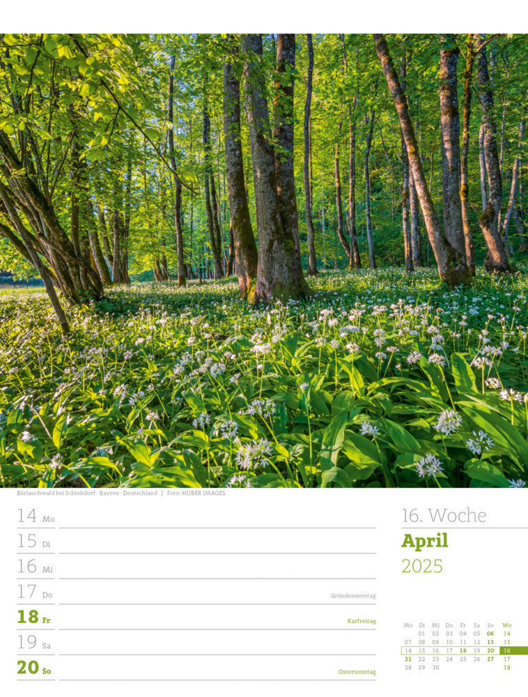 Bild: 9783838425979 | Unser Wald - Wochenplaner Kalender 2025 | Ackermann Kunstverlag | 2025