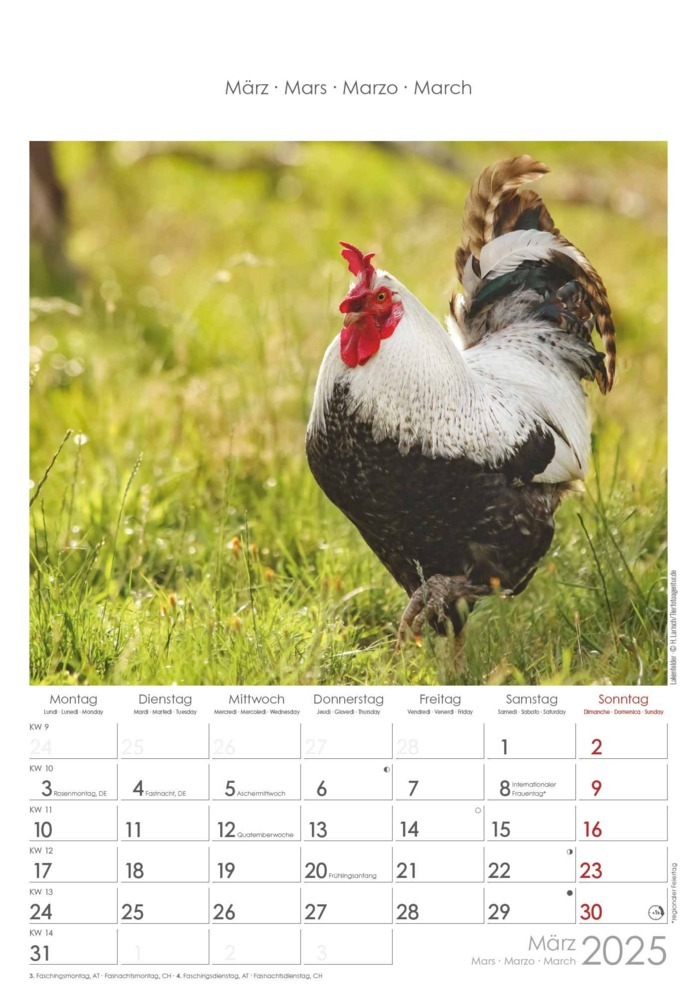 Bild: 4251732344351 | Alpha Edition - Hühner 2025 Bildkalender, 23,7x34cm, Kalender mit...