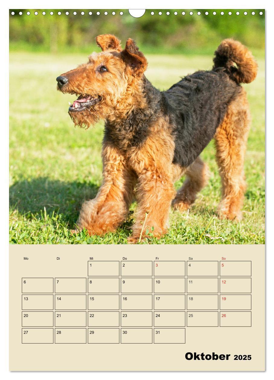 Bild: 9783435960361 | Airedale Terrier - Temperament auf 4 Pfoten (Wandkalender 2025 DIN...