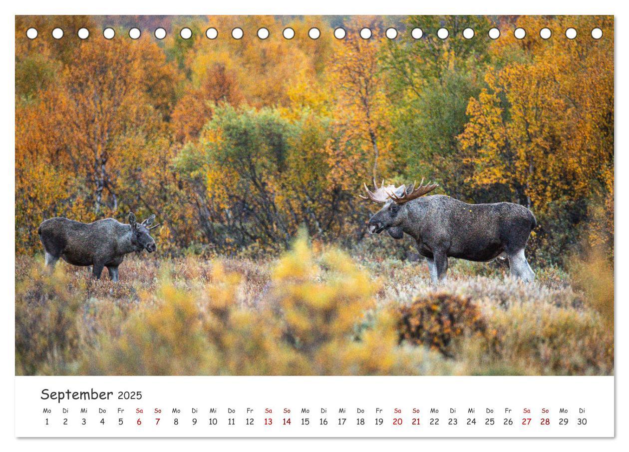 Bild: 9783383947124 | Der Elch - König der skandinavischen Wälder (Tischkalender 2025 DIN...