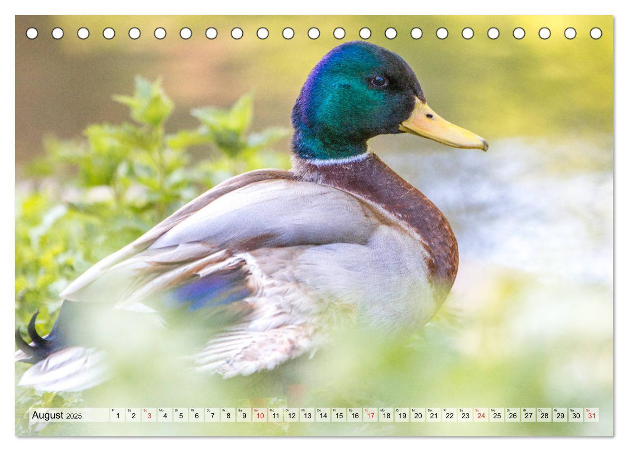 Bild: 9783435115358 | Wunderschöne Stockenten - Europäische Wasservögel (Tischkalender...