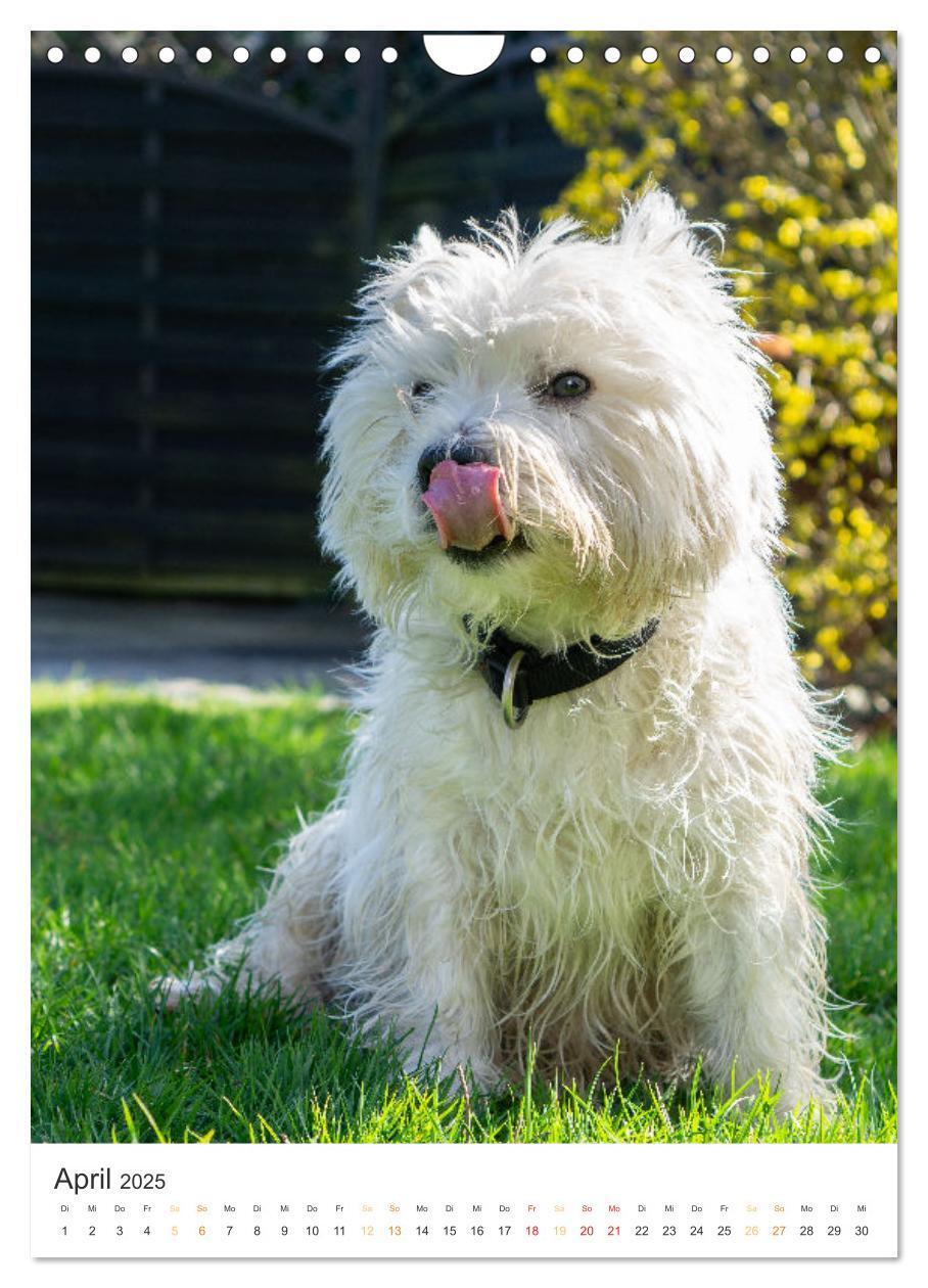 Bild: 9783383796715 | Der Westie - Portrait eines West Highland White Terriers...