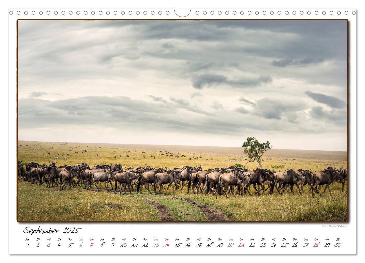 Bild: 9783435488773 | Abenteuer Masai Mara (Wandkalender 2025 DIN A3 quer), CALVENDO...