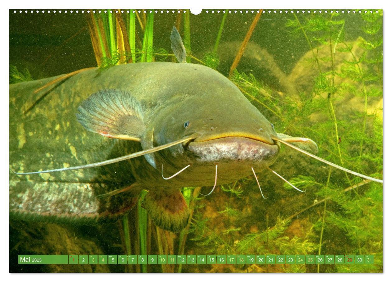 Bild: 9783383890758 | Fische in Teichen und Flüssen (hochwertiger Premium Wandkalender...