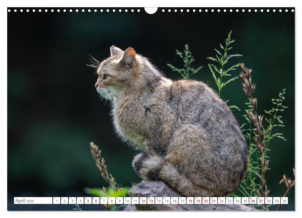 Bild: 9783435219339 | Wildkatzen - die anmutigsten Raubiere in Europa. (Wandkalender 2025...