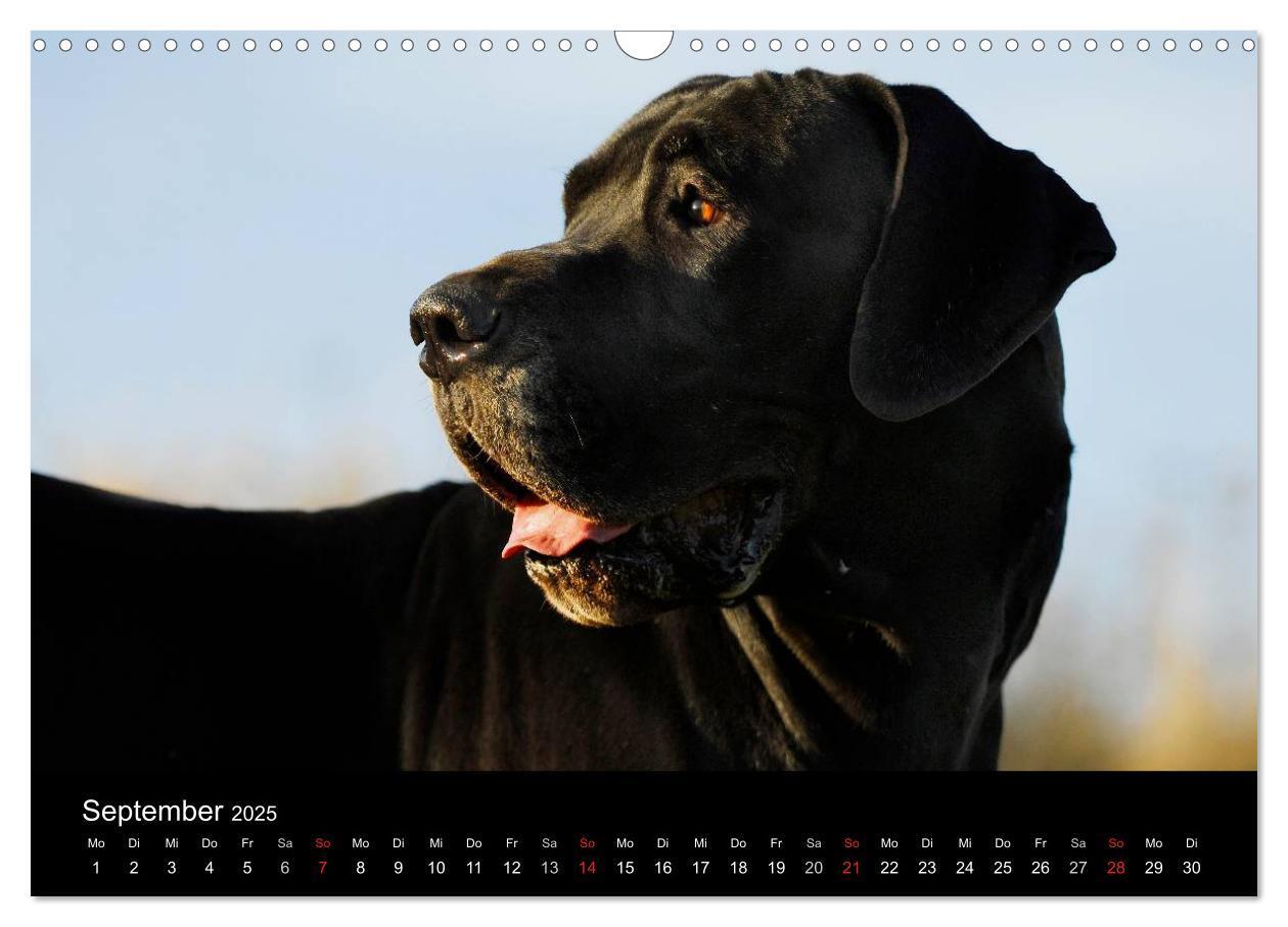 Bild: 9783435761890 | Deutsche Dogge 2025 (Wandkalender 2025 DIN A3 quer), CALVENDO...