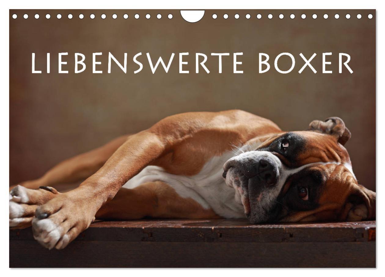 Cover: 9783435436675 | Liebenswerte Boxer (Wandkalender 2025 DIN A4 quer), CALVENDO...