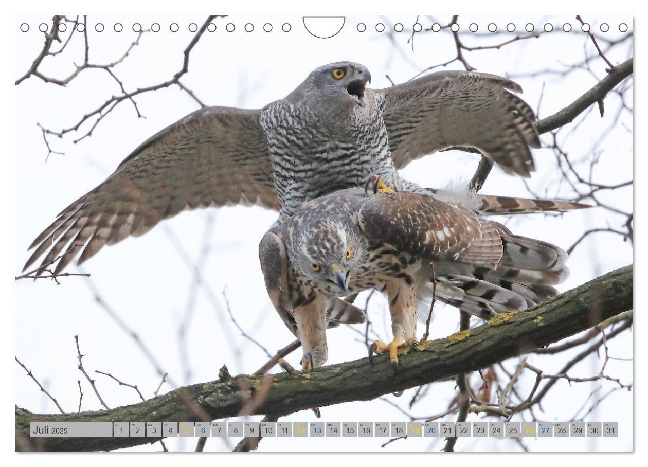 Bild: 9783383837128 | Habicht - aus dem Leben eines imposanten Greifvogels (Wandkalender...