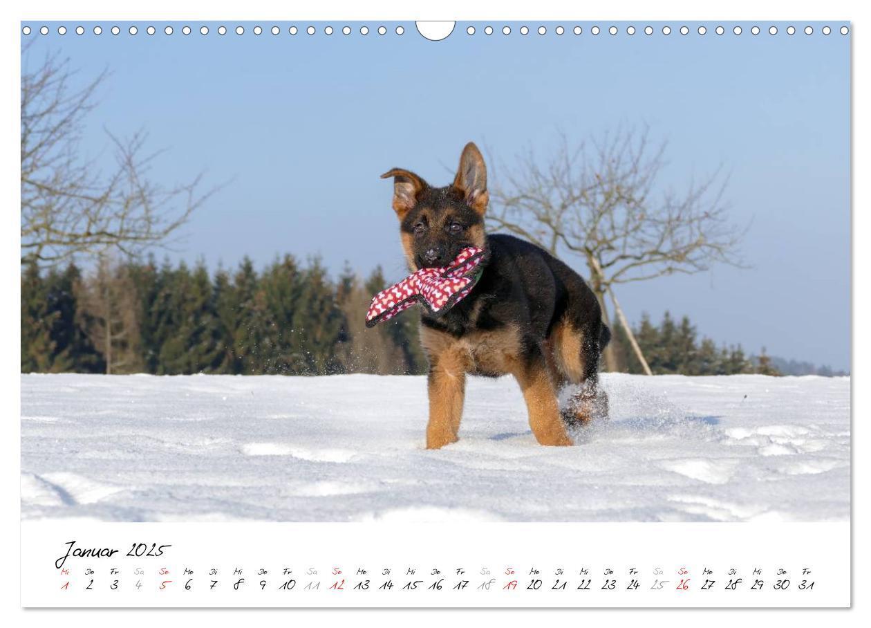 Bild: 9783435495511 | Schäferhunde Seelenhunde (Wandkalender 2025 DIN A3 quer), CALVENDO...