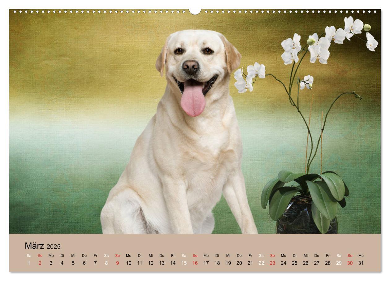 Bild: 9783435160860 | Labrador Retriever unsere Freunde (Wandkalender 2025 DIN A2 quer),...