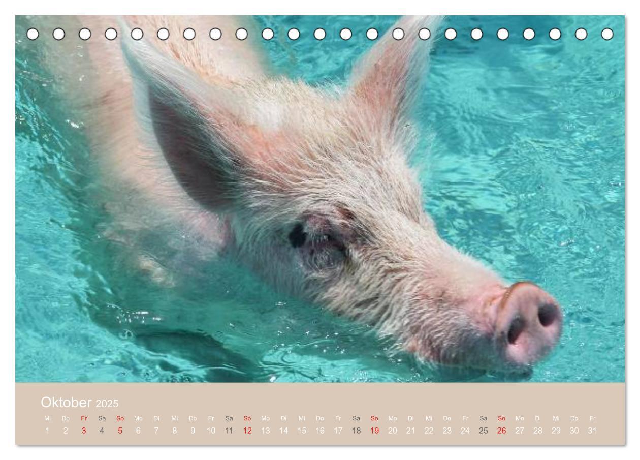 Bild: 9783435738816 | Schwimmende Schweine auf den Bahamas! (Tischkalender 2025 DIN A5...