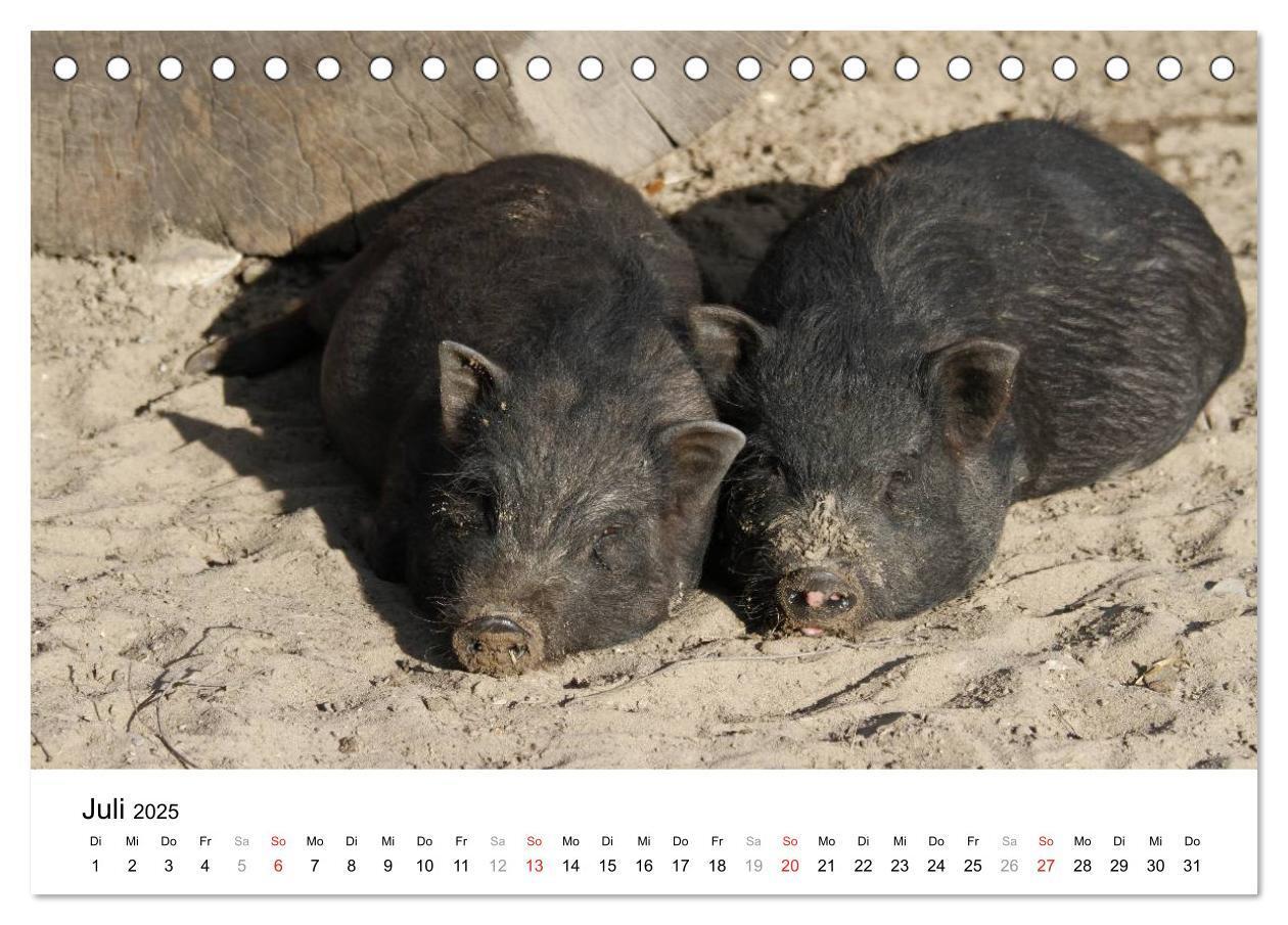 Bild: 9783435777501 | Schwein gehabt! (Tischkalender 2025 DIN A5 quer), CALVENDO...