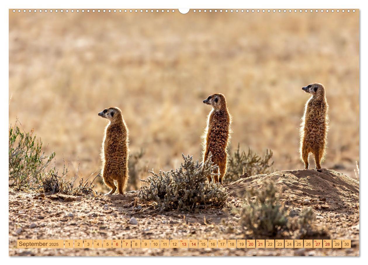 Bild: 9783383779336 | Afrikas Tierwelt - Erdmännchen (Wandkalender 2025 DIN A2 quer),...