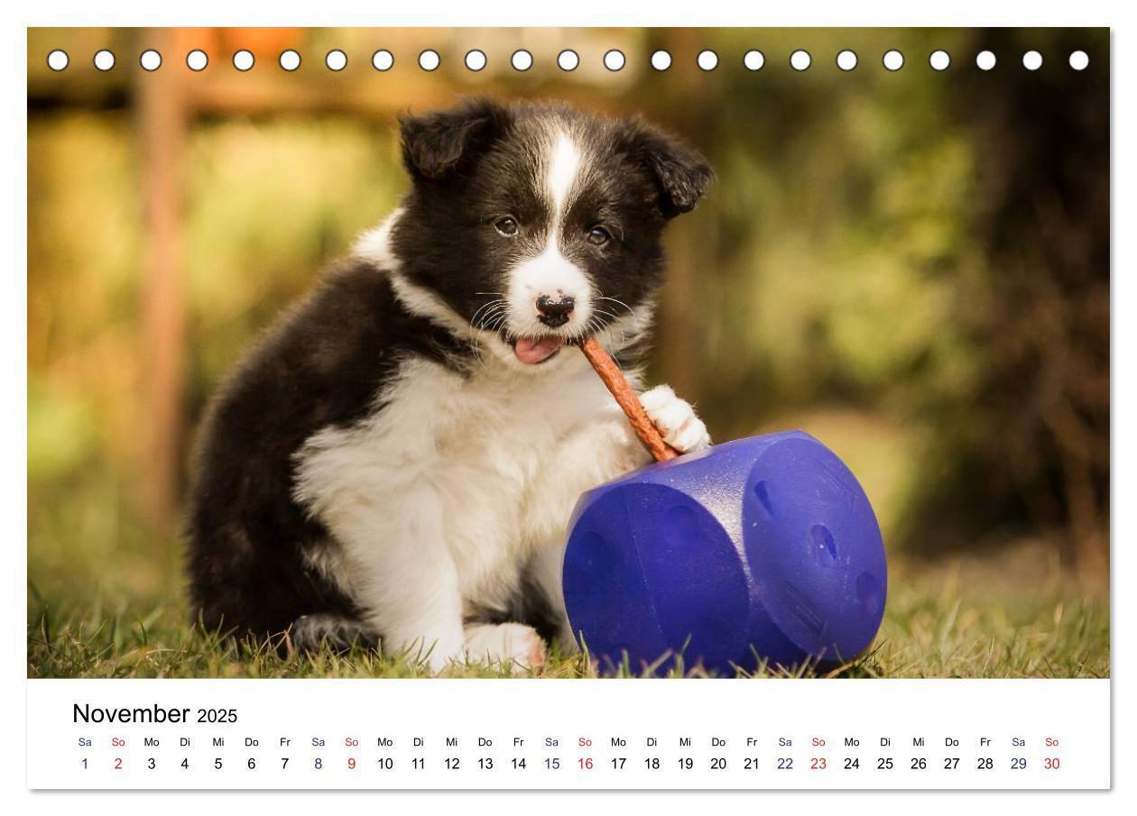 Bild: 9783435615322 | Pfotastische Border Collie Welpen (Tischkalender 2025 DIN A5 quer),...