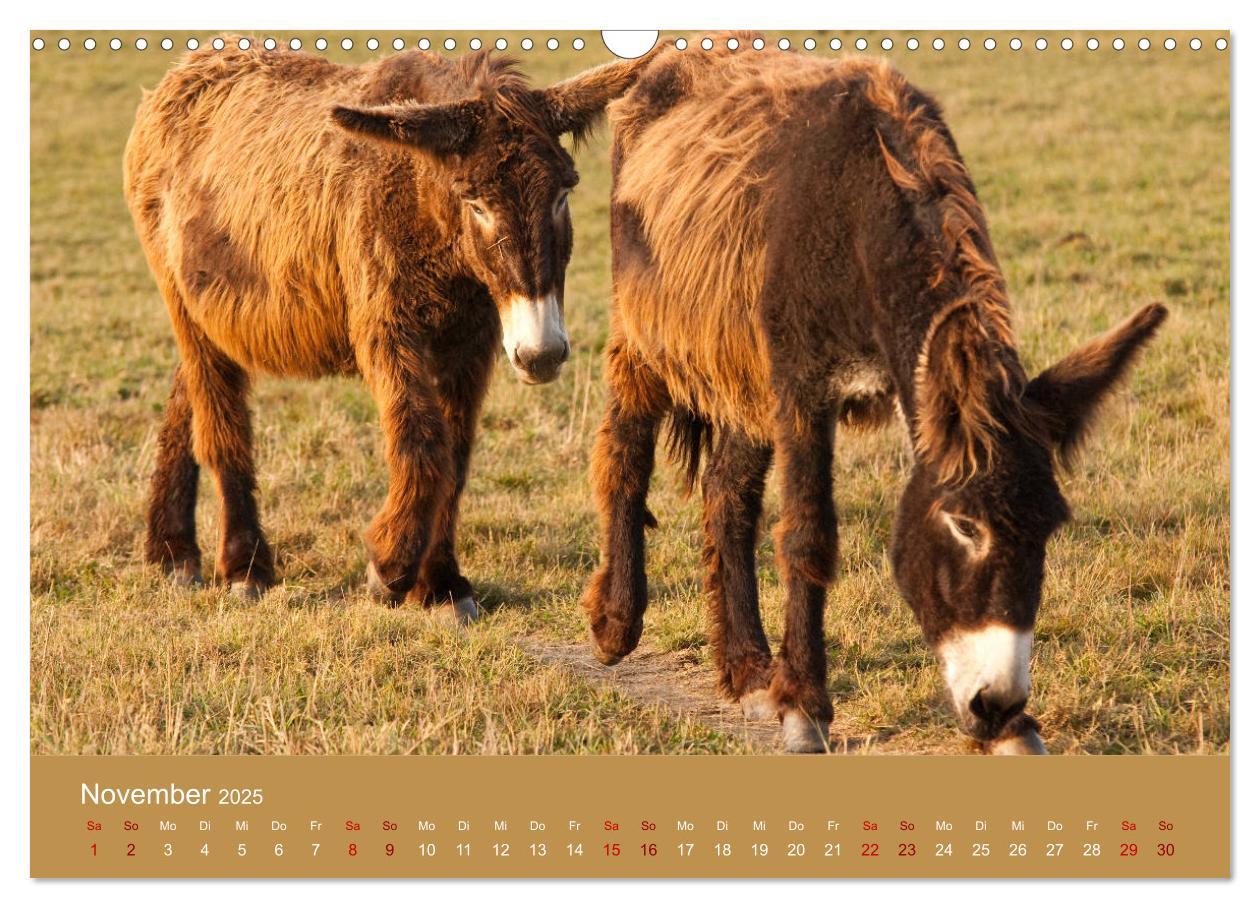 Bild: 9783435396542 | Baudet de Poitou - Seltene französische Langohren (Wandkalender...