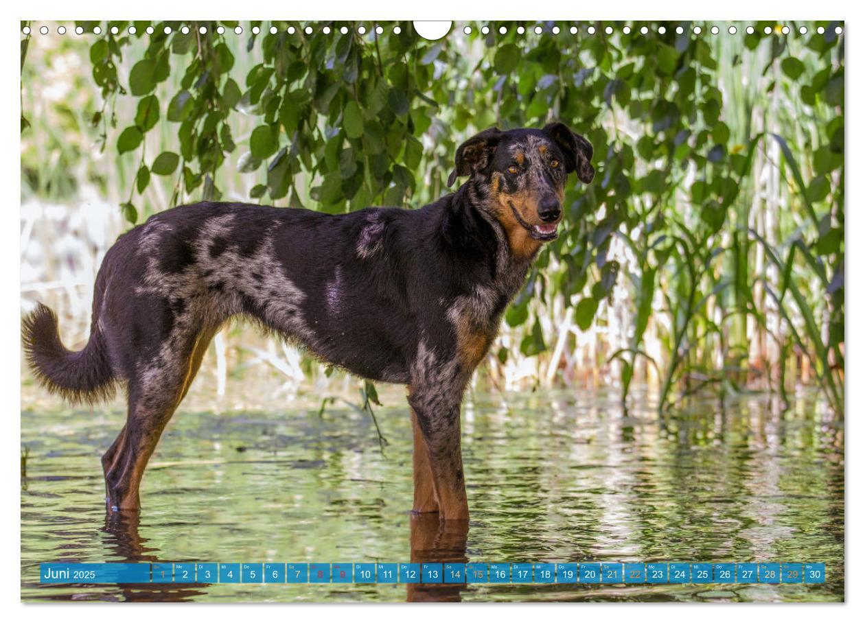 Bild: 9783457197219 | Der Beauceron (Wandkalender 2025 DIN A3 quer), CALVENDO Monatskalender