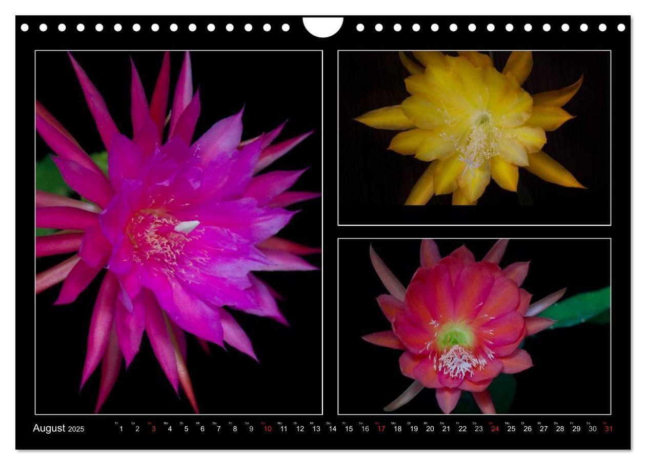 Bild: 9783435637171 | Epiphyllum-Hybriden (Wandkalender 2025 DIN A4 quer), CALVENDO...