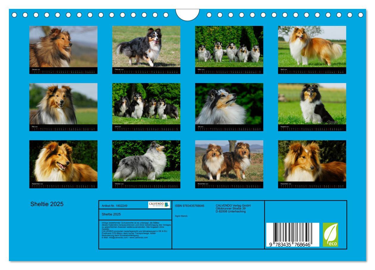 Bild: 9783435768646 | Sheltie 2025 (Wandkalender 2025 DIN A4 quer), CALVENDO Monatskalender