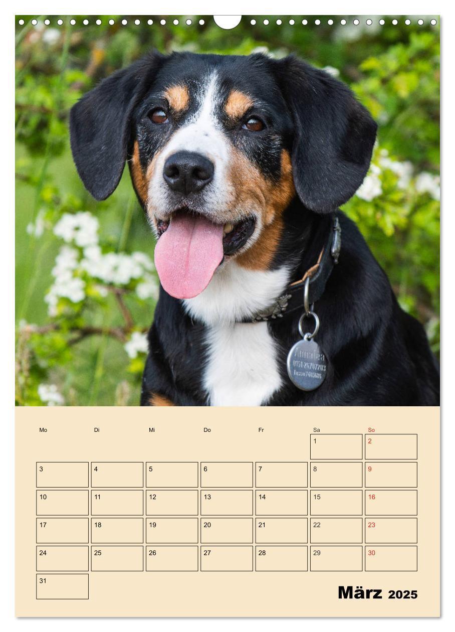 Bild: 9783435958832 | Jahresplaner Entlebucher Sennenhund (Wandkalender 2025 DIN A3...