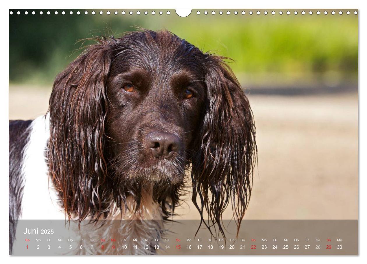 Bild: 9783435632633 | Kleiner Münsterländer Vorstehhund (Wandkalender 2025 DIN A3 quer),...