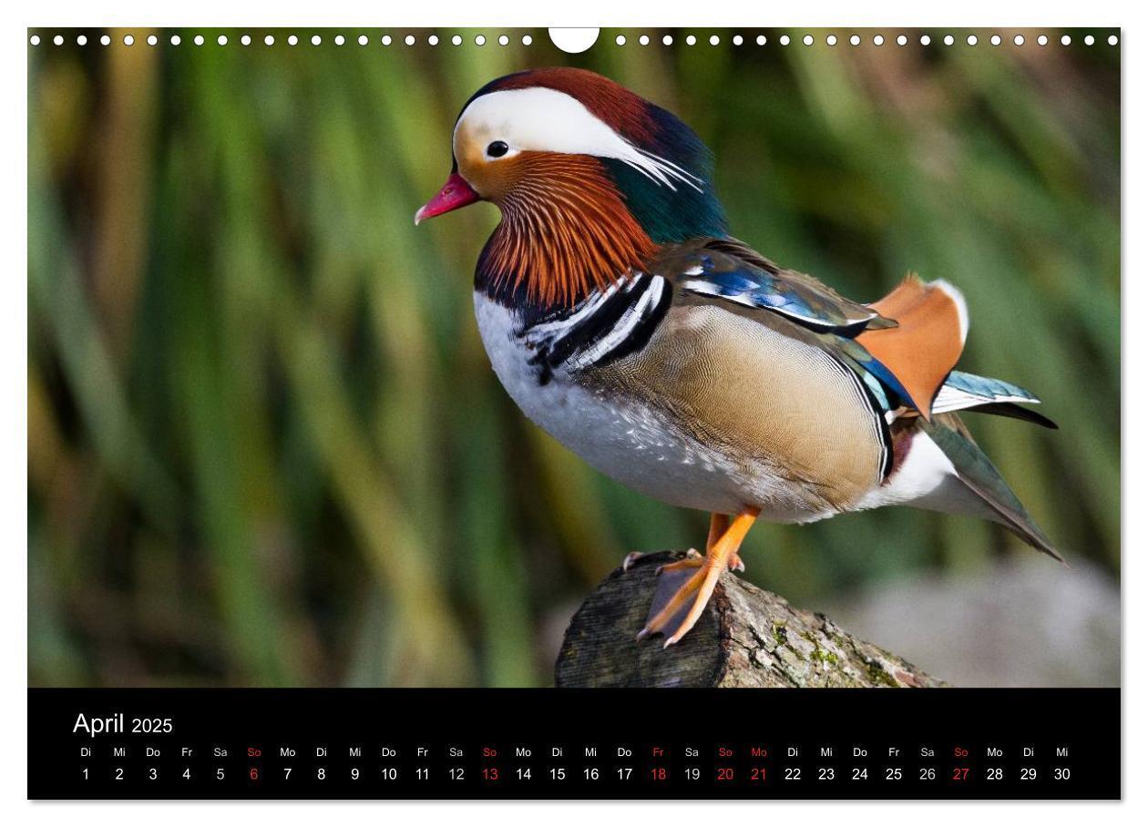 Bild: 9783435797493 | Tierkalender 2025 (Wandkalender 2025 DIN A3 quer), CALVENDO...