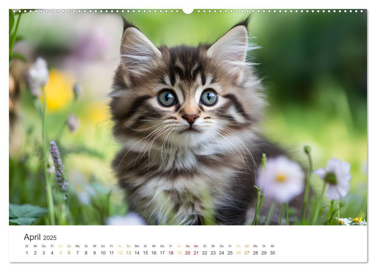 Bild: 9783457208014 | Zauberhafte Katzenbabys (Wandkalender 2025 DIN A2 quer), CALVENDO...