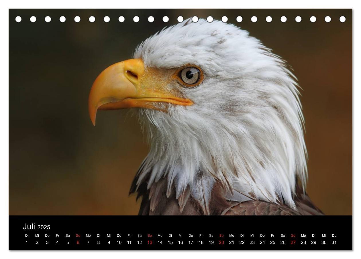 Bild: 9783435748020 | Raubvögel zum Greifen nahe (Tischkalender 2025 DIN A5 quer),...