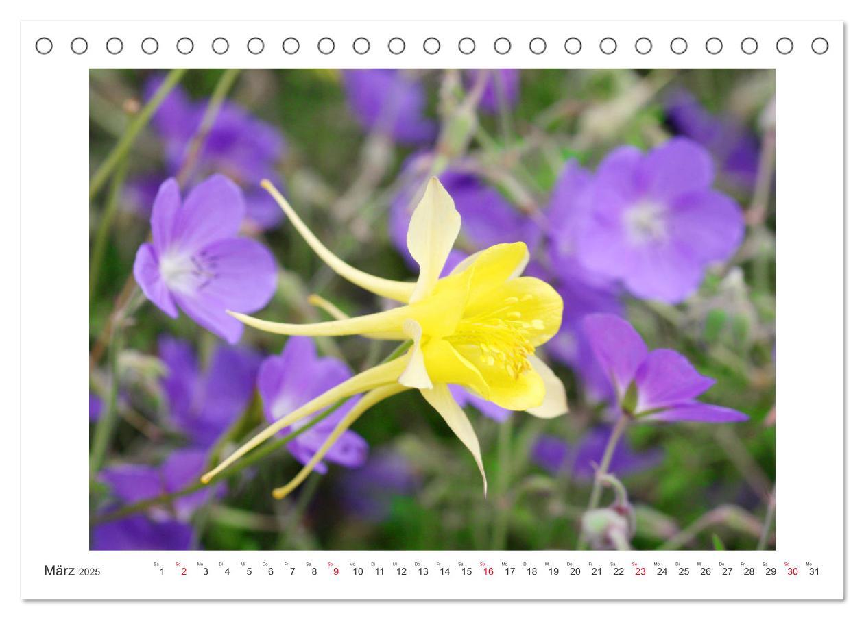 Bild: 9783435329168 | Akeleien im Garten (Tischkalender 2025 DIN A5 quer), CALVENDO...