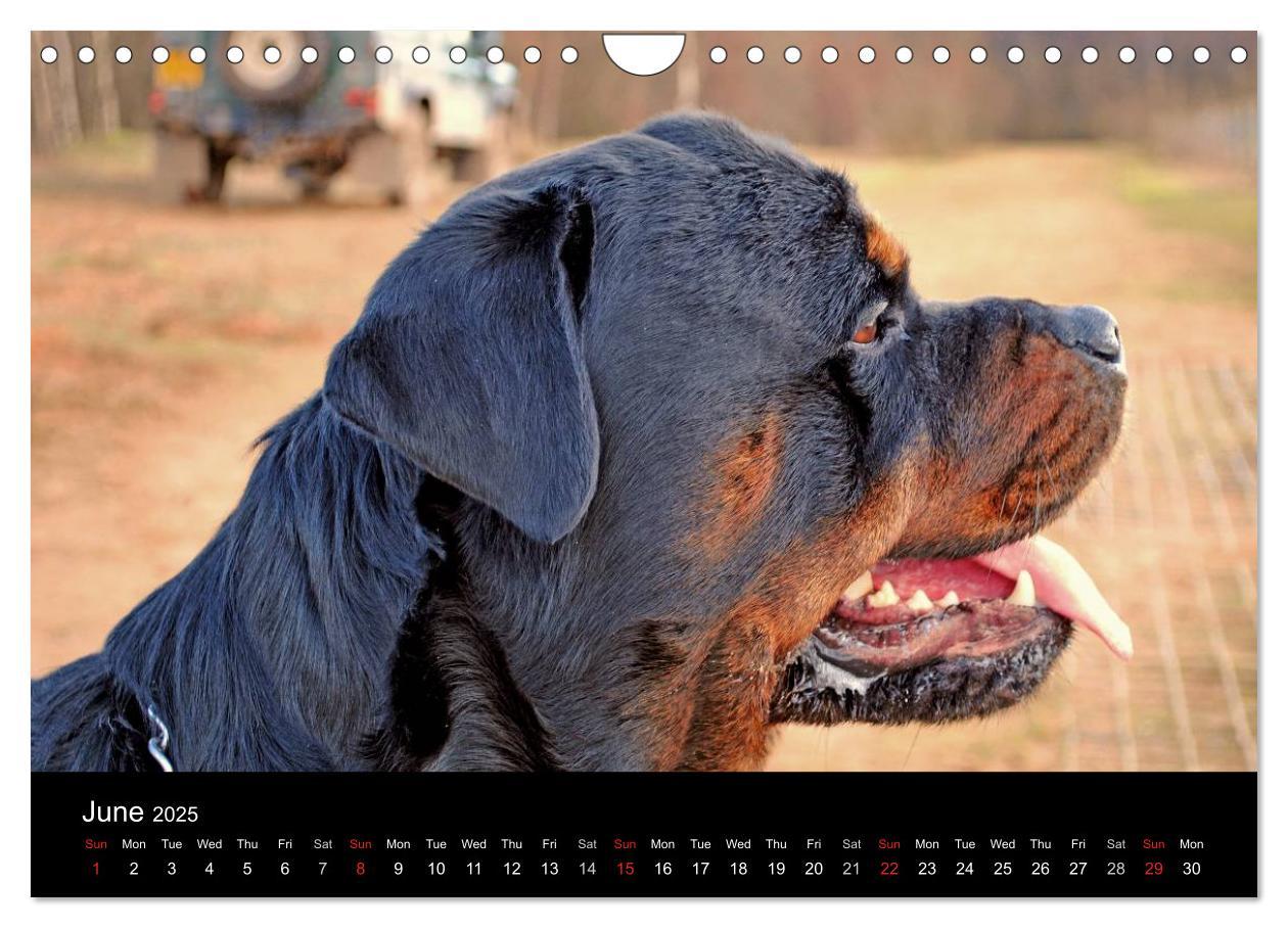 Bild: 9781325956425 | Rottweiler Portait Shots 2025 (Wall Calendar 2025 DIN A4...