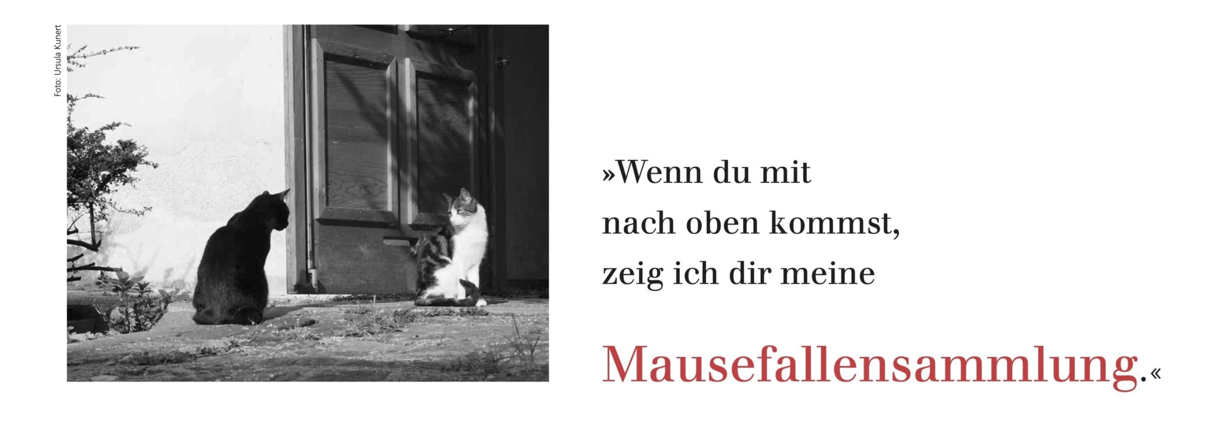 Bild: 9783895617218 | Der literarische Katzen Wochenplaner 2025 | Julia Bachstein | Kalender