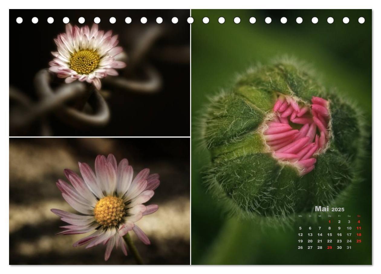 Bild: 9783435611355 | Blumenreise 2025 (Tischkalender 2025 DIN A5 quer), CALVENDO...