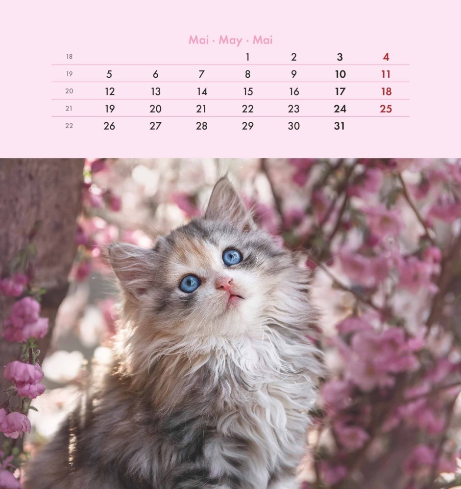 Bild: 4251732342296 | Alpha Edition - Schmusekatzen 2025 Postkartenkalender, 16x17cm,...