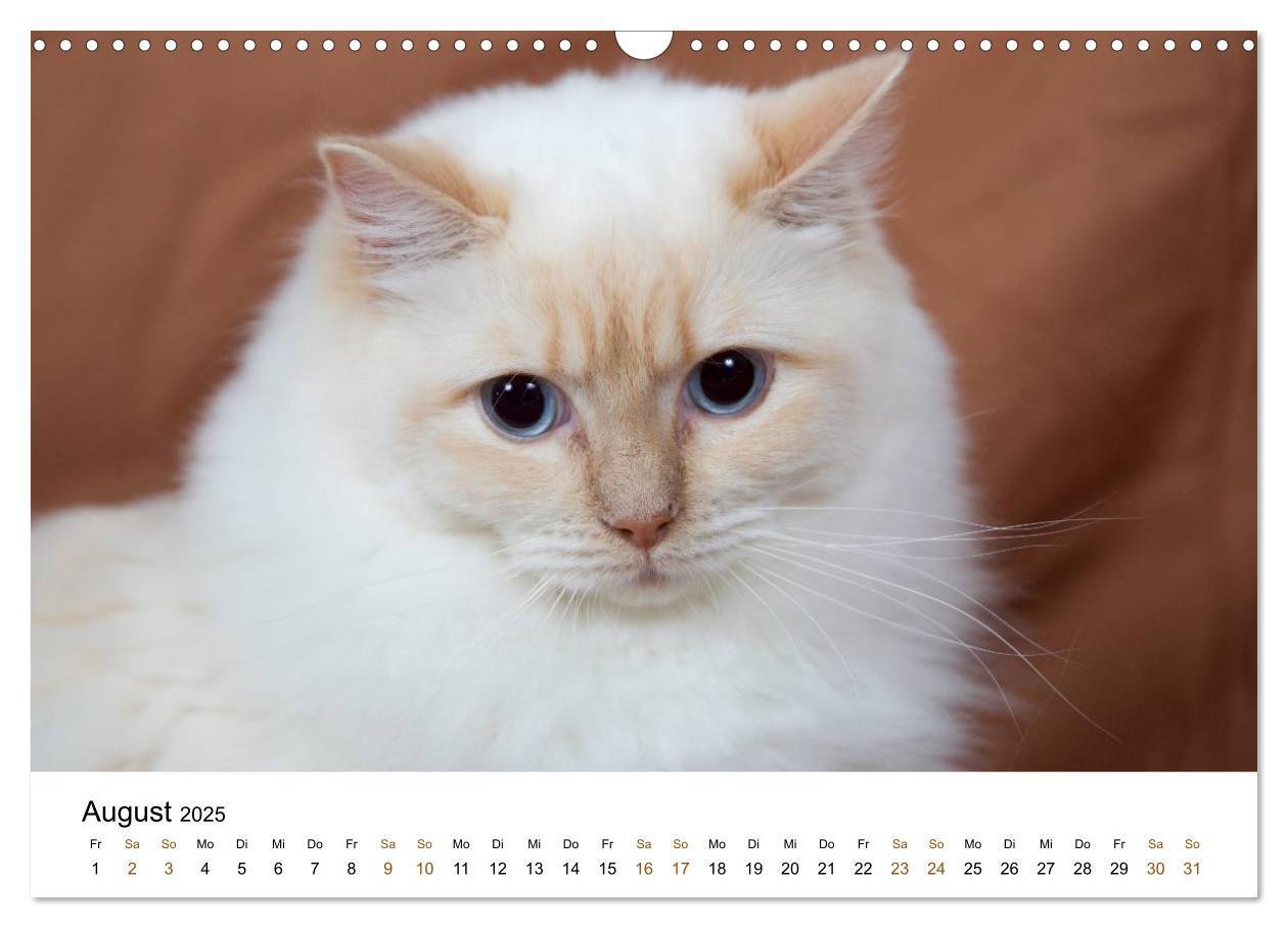 Bild: 9783435753901 | Ragdolls (Wandkalender 2025 DIN A3 quer), CALVENDO Monatskalender