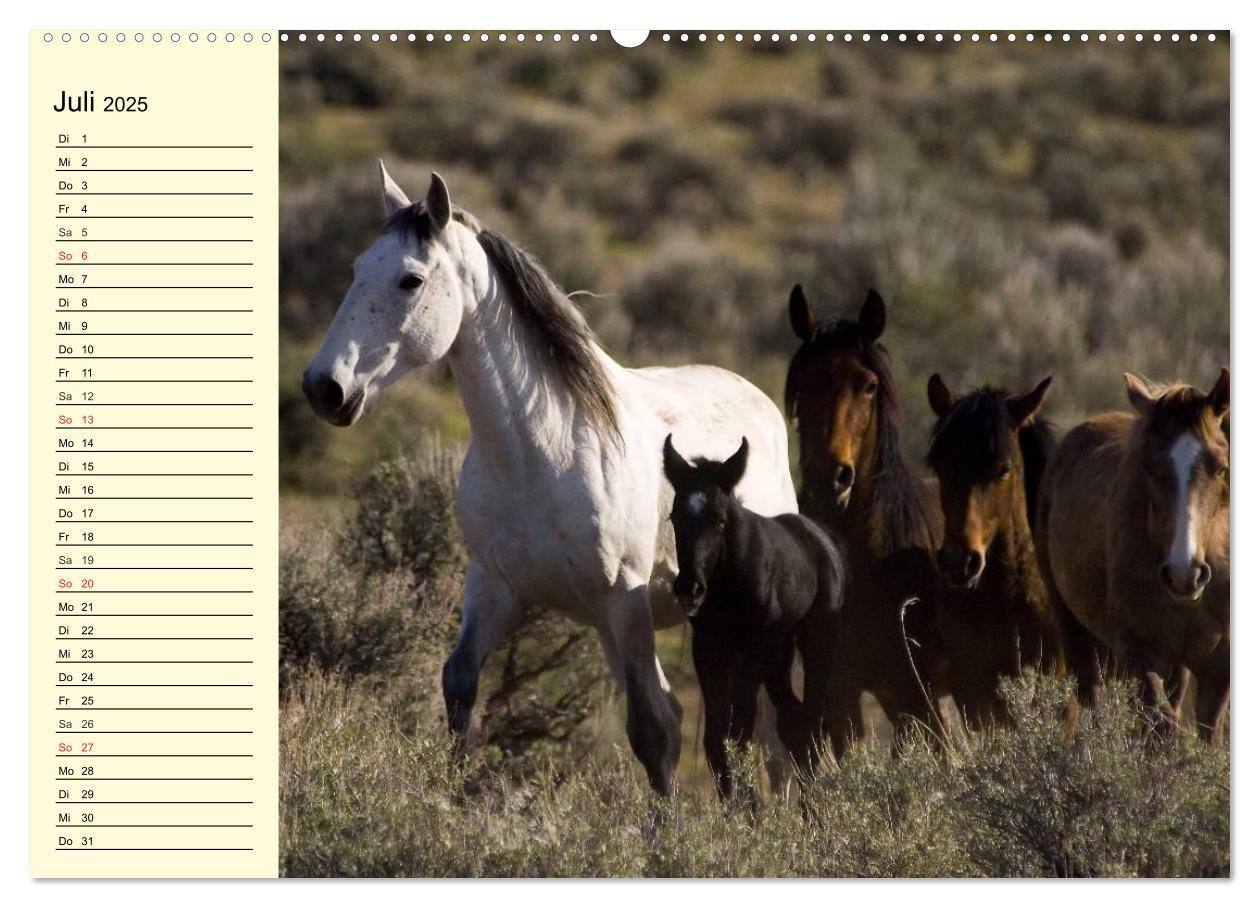 Bild: 9783435528912 | Wilde Pferde. Mustangs in USA (Wandkalender 2025 DIN A2 quer),...