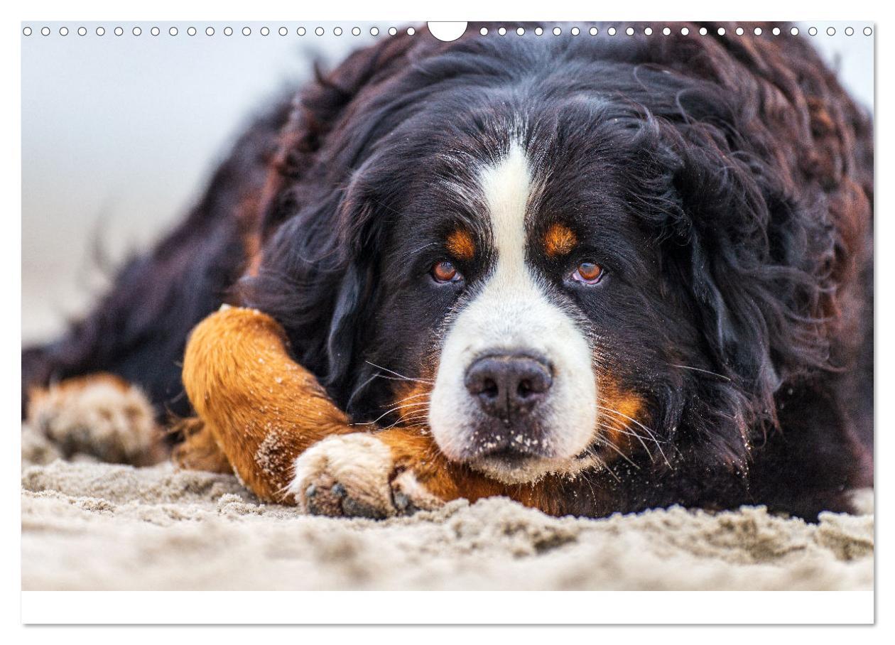 Bild: 9783435659418 | Liebling BERNER SENNENHUND (Wandkalender 2025 DIN A3 quer),...