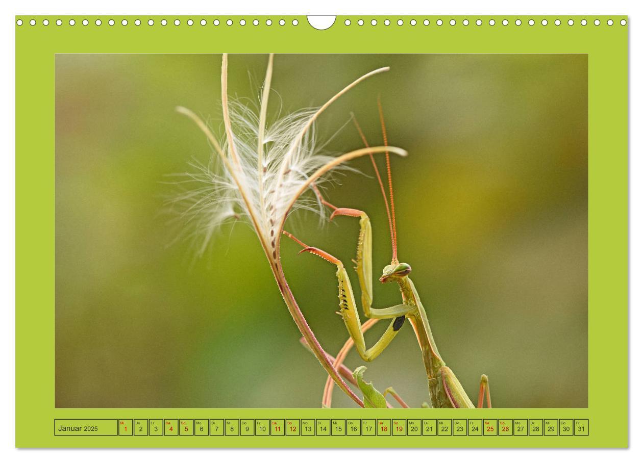 Bild: 9783435150380 | Die Gottesanbeterin Mantis Religiosa (Wandkalender 2025 DIN A3...