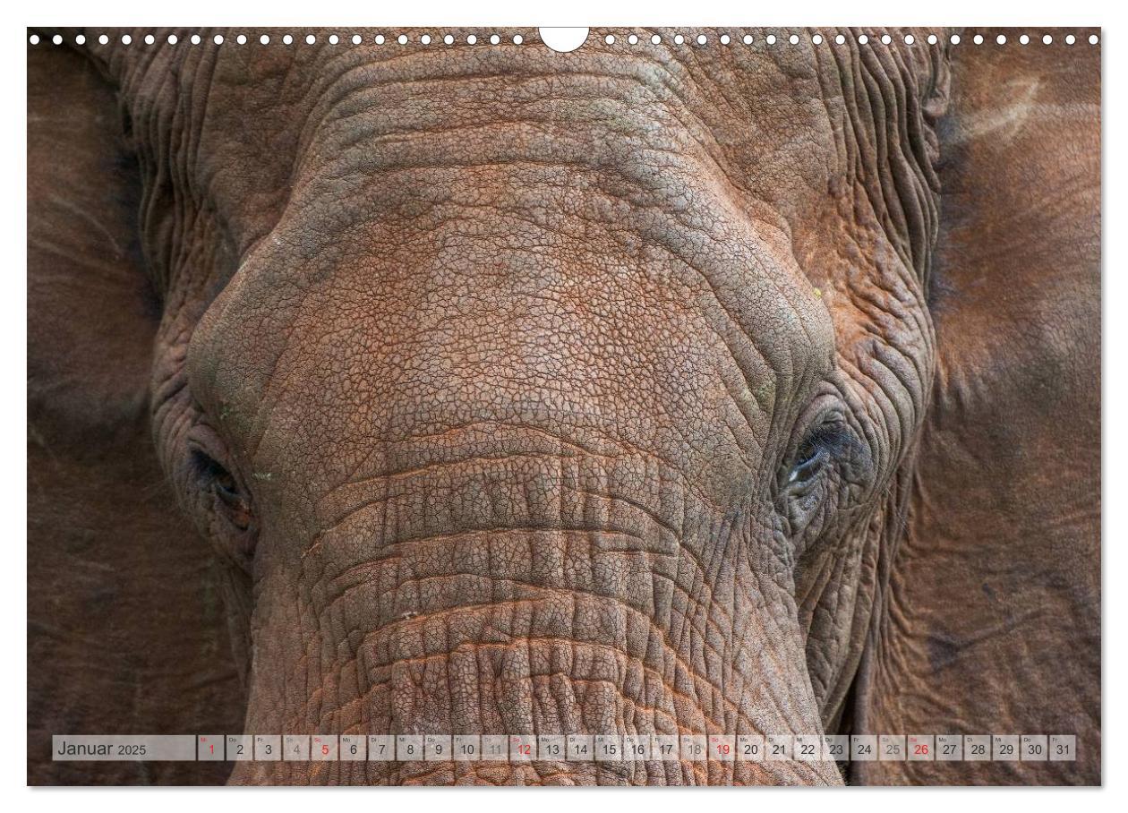 Bild: 9783435740161 | Emotionale Momente: Afrikas Big Five (Wandkalender 2025 DIN A3...