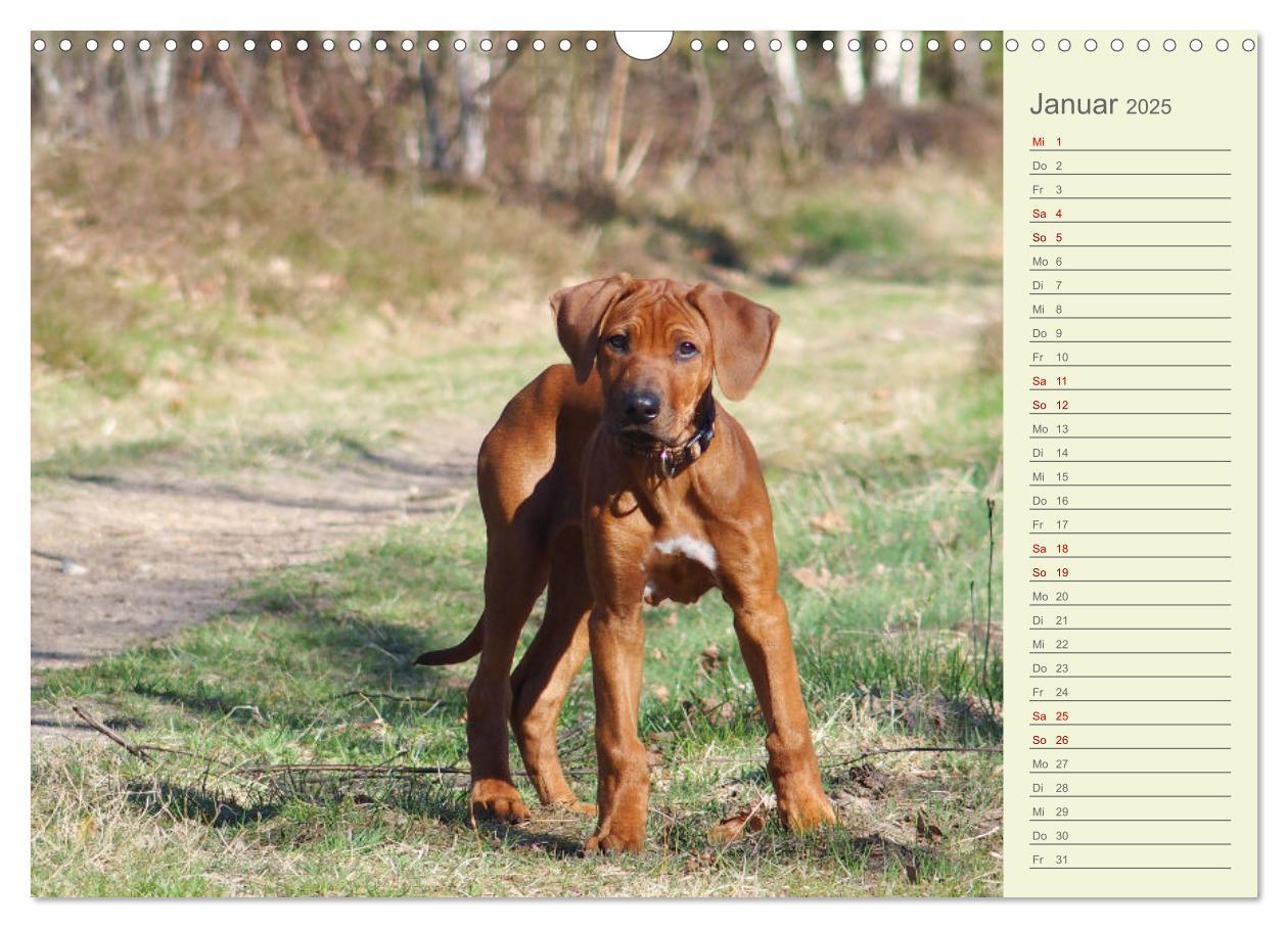 Bild: 9783383937415 | Rhodesian Ridgeback - Jung, wild, zuckersüß (Wandkalender 2025 DIN...