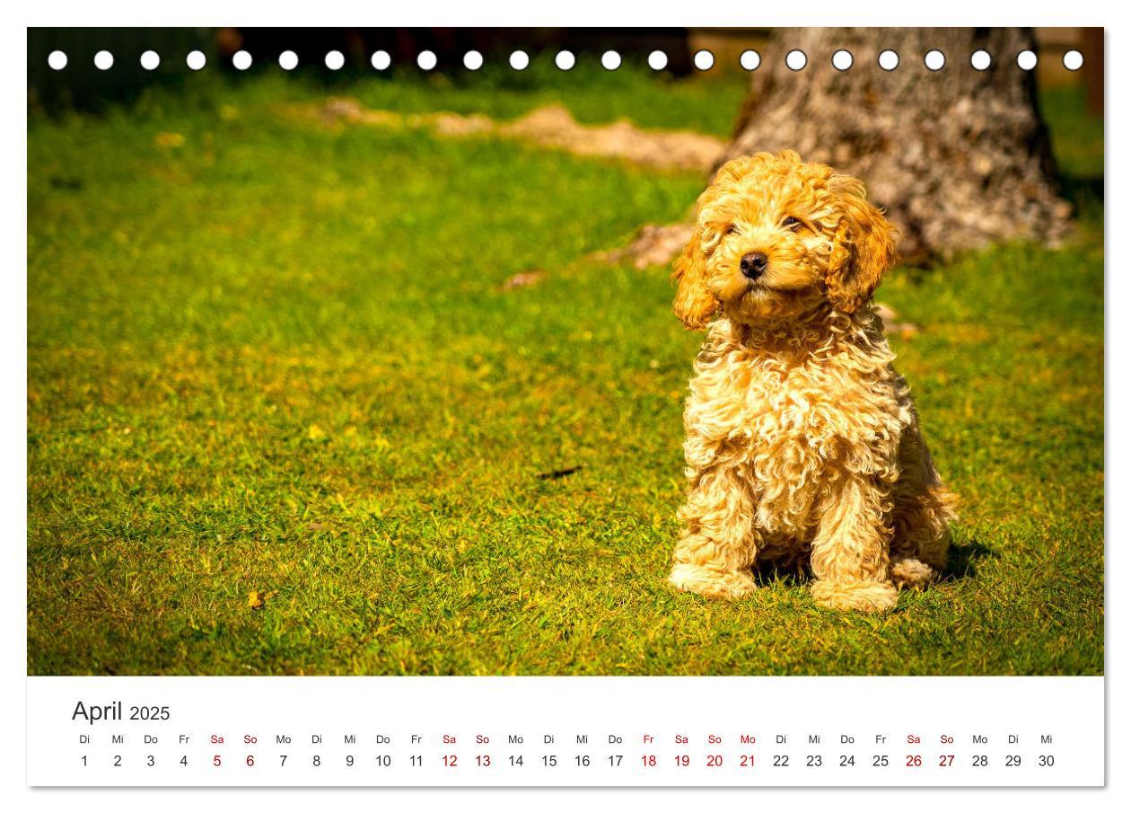 Bild: 9783383928758 | Pudel - Die flauschigen Lockenköpfe. (Tischkalender 2025 DIN A5...