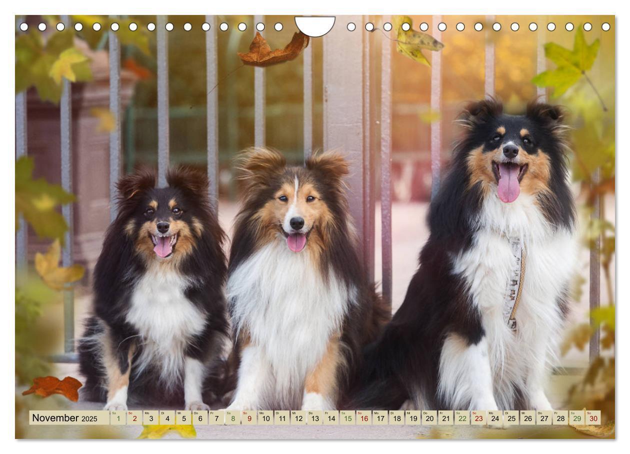 Bild: 9783435423705 | SHELTIES Liebe auf 4 Pfoten (Wandkalender 2025 DIN A4 quer),...