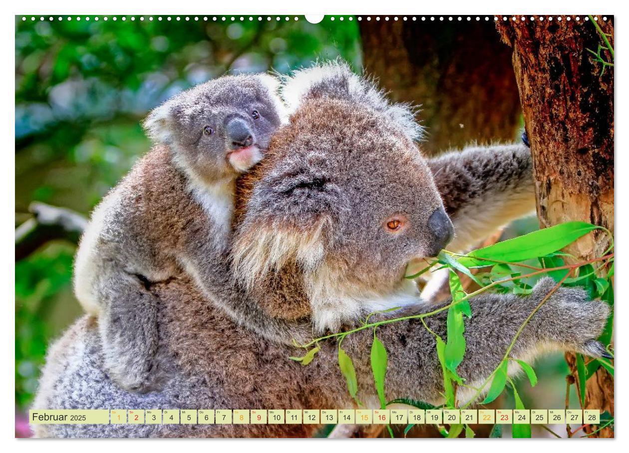 Bild: 9783435587827 | Koala - kleiner Teddy (Wandkalender 2025 DIN A2 quer), CALVENDO...