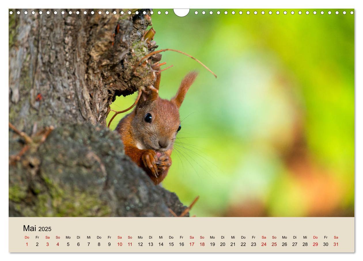 Bild: 9783435174492 | Eichhörnchen in Berlin (Wandkalender 2025 DIN A3 quer), CALVENDO...